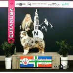 Dutch Ch DJCH Dailo's Thinking Out of the Box aka Candy 1 exc open class BEST FEMALE and BOB 